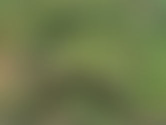 Google Earth... a spirit guide?