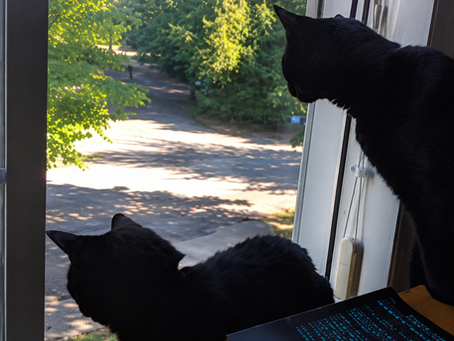 Travel(l)ing with Cats