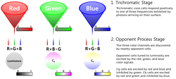 Modern_Color_Vision_Model.svg.png