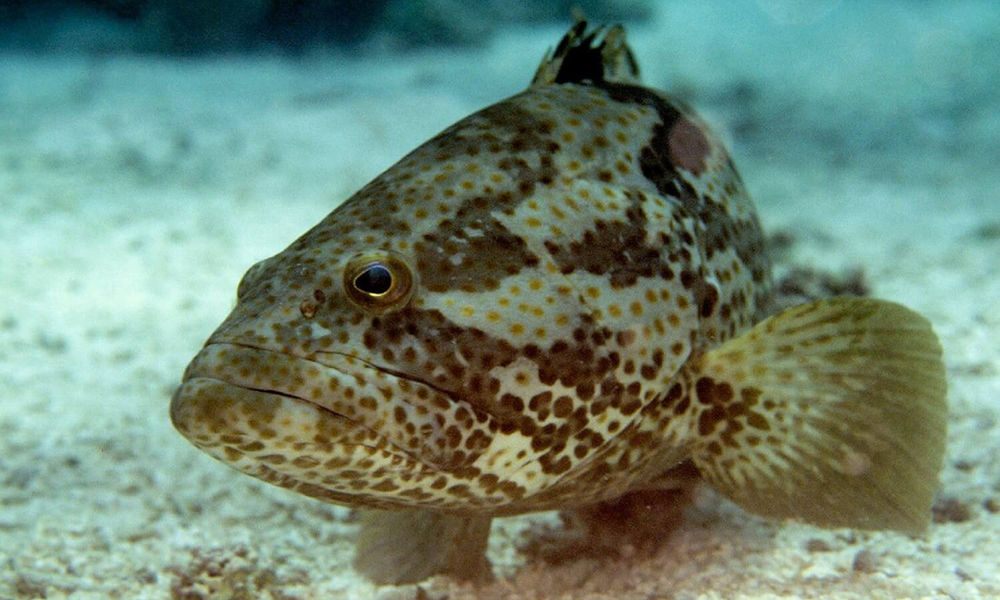 Beberapa Ikan Laut Yang Berpotensi Tingkatkan Budidaya Laut Indonesia