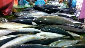 Mengapa Ikan Mengeluarkan Bau Amis?