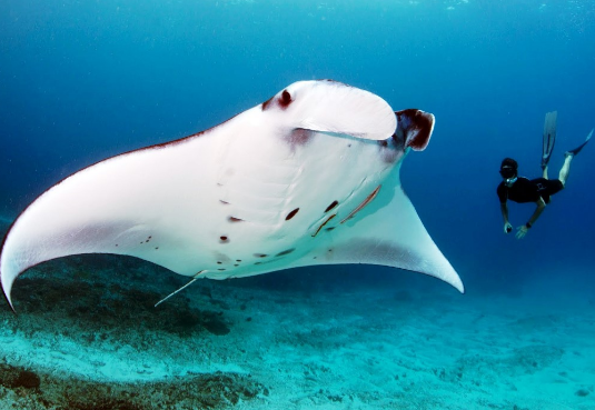 5 Fakta Unik Ikan Pari Manta Yang Mengagumkan