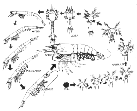 Siklus Larva Udang Vaname Sebelum Memasuki Proses Pembesaran