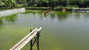 Pengaruh Plankton Terhadap Pernapasan Udang