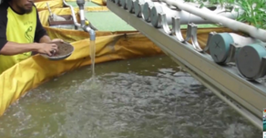 Membuat Probiotik Alami Untuk Ikan Lele