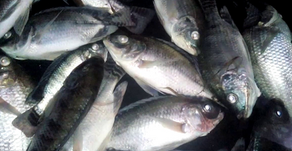 Ribuan Ikan Nila di Maninjau Mati Massal Akibat Angin Kencang