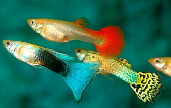 4 Jenis Ikan Hias Yang Dapat Hidup Tanpa Pompa Oksigen