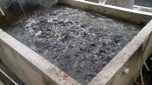 7 Langkah Strategis Budidaya Lele Sangkuriang Yang Menguntungkan