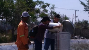 Persentase Pemberian Pakan Terbaik Untuk Udang Vaname
