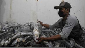 Taat Protokol Demi Lancarnya Ekspor Perikanan