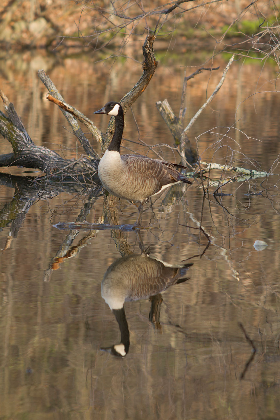 Reflection