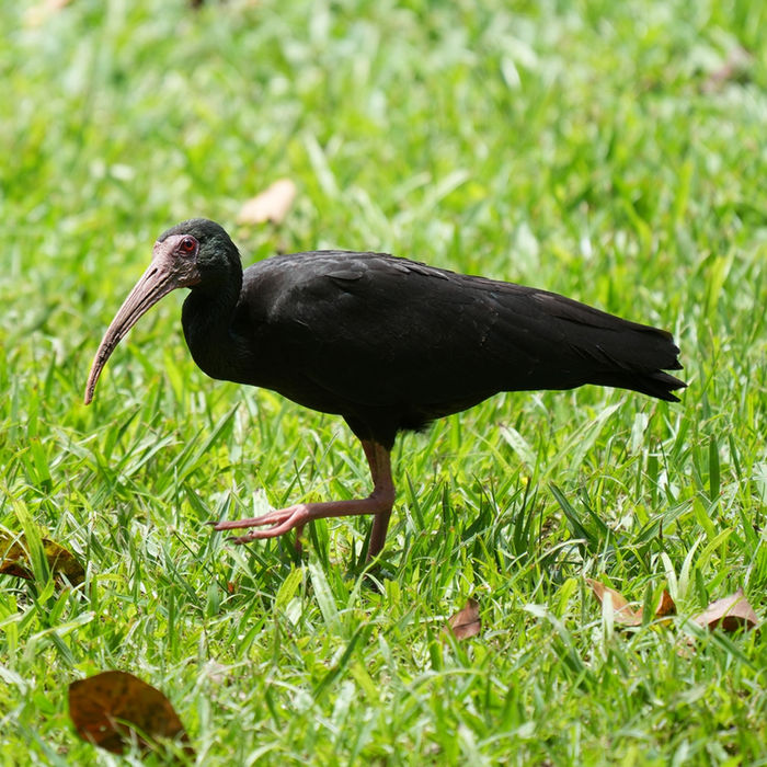 Birdwatching en Quindio Colombia Finca Hotel Machangara avistamiento de aves