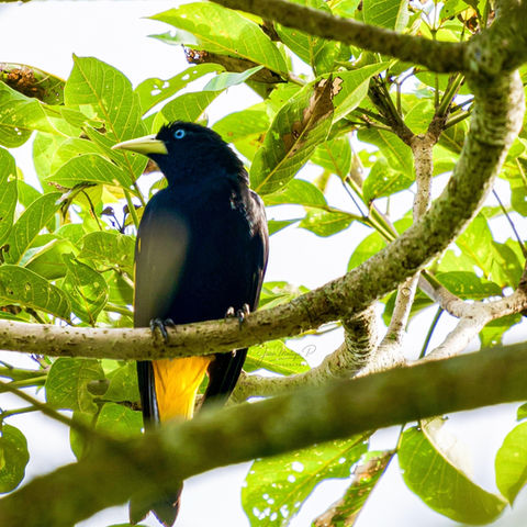 Avistamiento de aves y birdwatching en Quindio Finca hotel Machangara