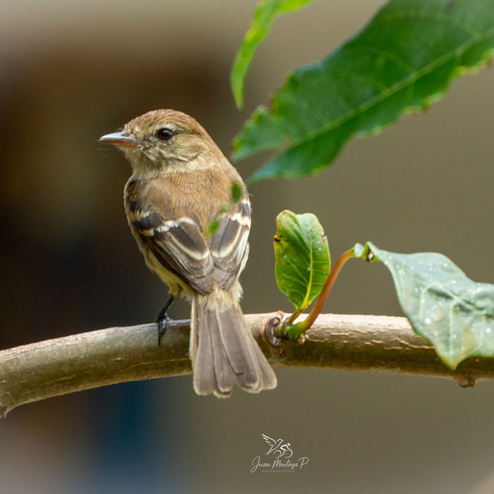 Avitourismo en el Quindio Finca Hotel Machangara birdgatching Montenegro Quimbaya