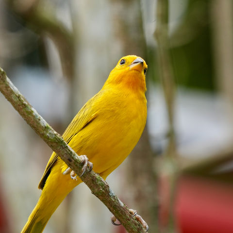 Avistamiento de aves en Quindio Colombia Birdwatching Finca Machangara