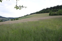 IMG_9865