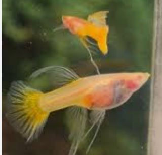 Gold Glass Belly Ribbon Guppy