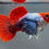 Thumbnail: Red Dumbo Koi  SB  Guppy