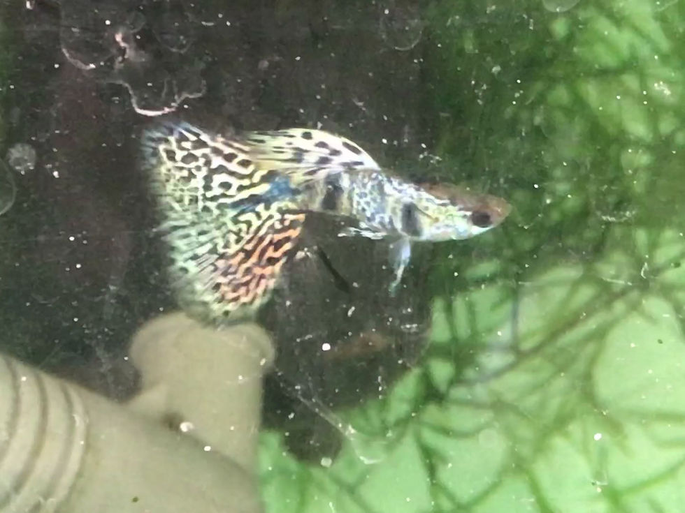 Thumbnail: Tiger king guppy (Rare Guppy)