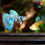 Thumbnail: Blue Tiger king guppy (New to Australia))
