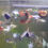 Thumbnail: Red Mosaic Dumbo