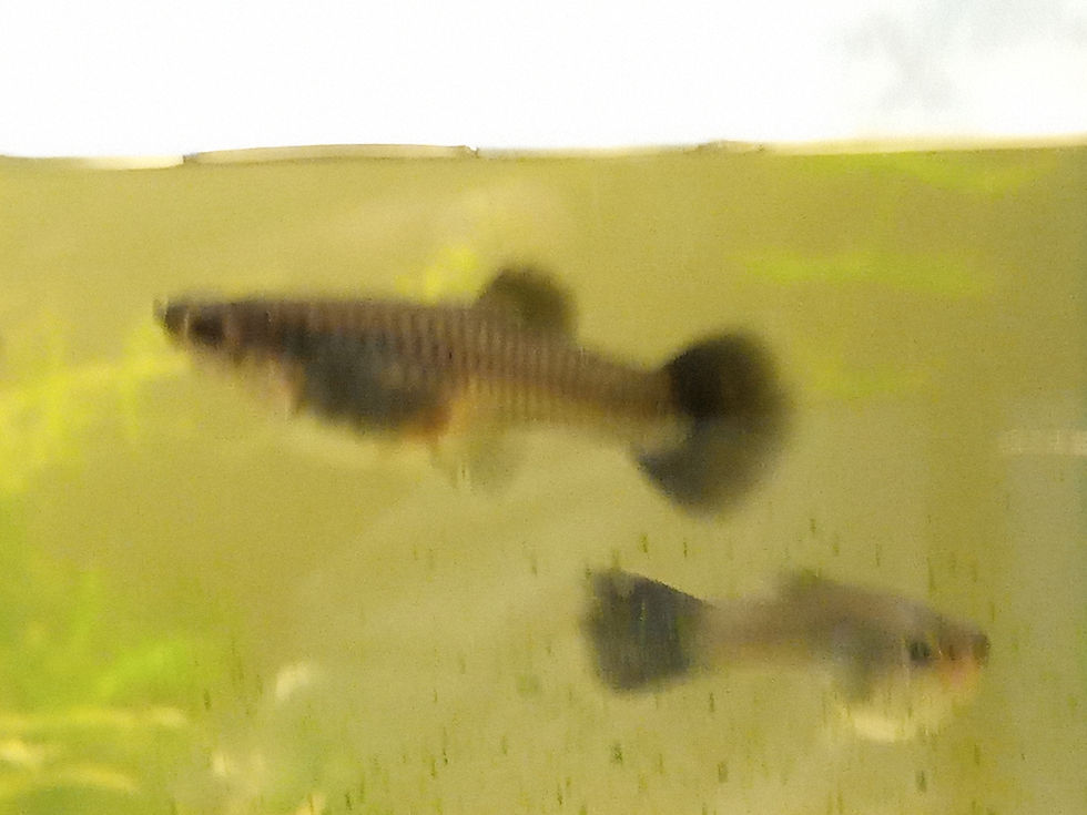 Thumbnail: Green, Blue, Purple Moscow 3 trios