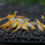 Thumbnail: Yellow Rili Shrimp