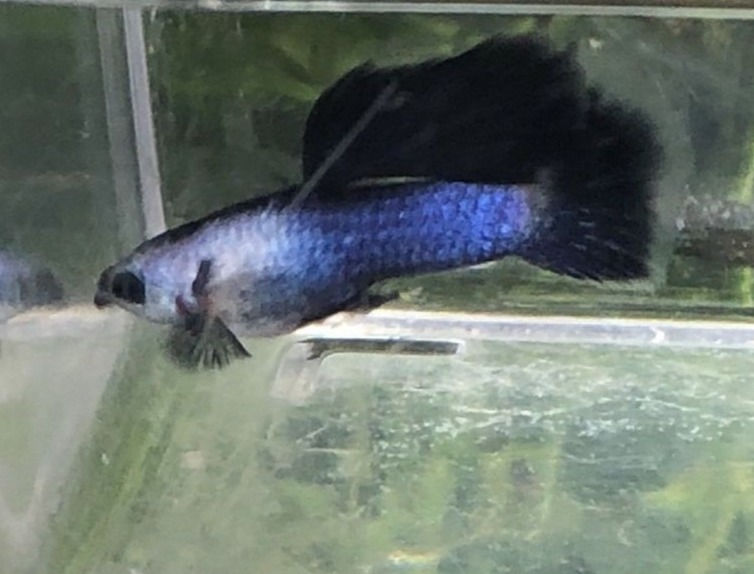Pinterest Dumbo Ear Panda Guppy