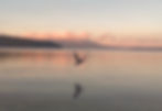bird pic_edited.jpg