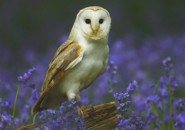 owl wallpaper uk
