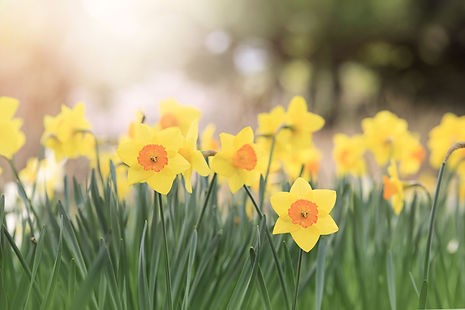 spring.jpg