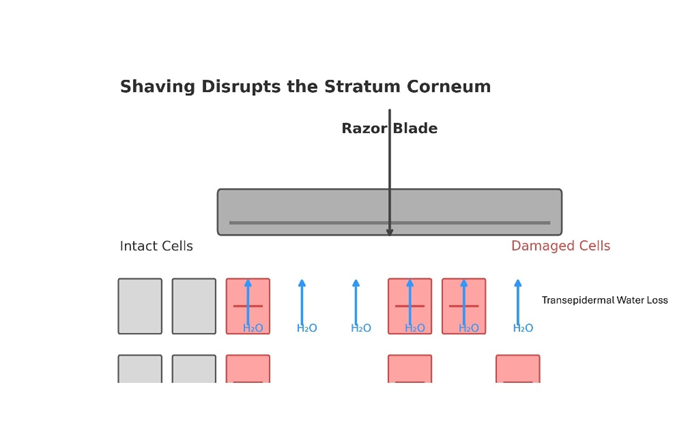 A Damaged Stratum Corneum Loses Water