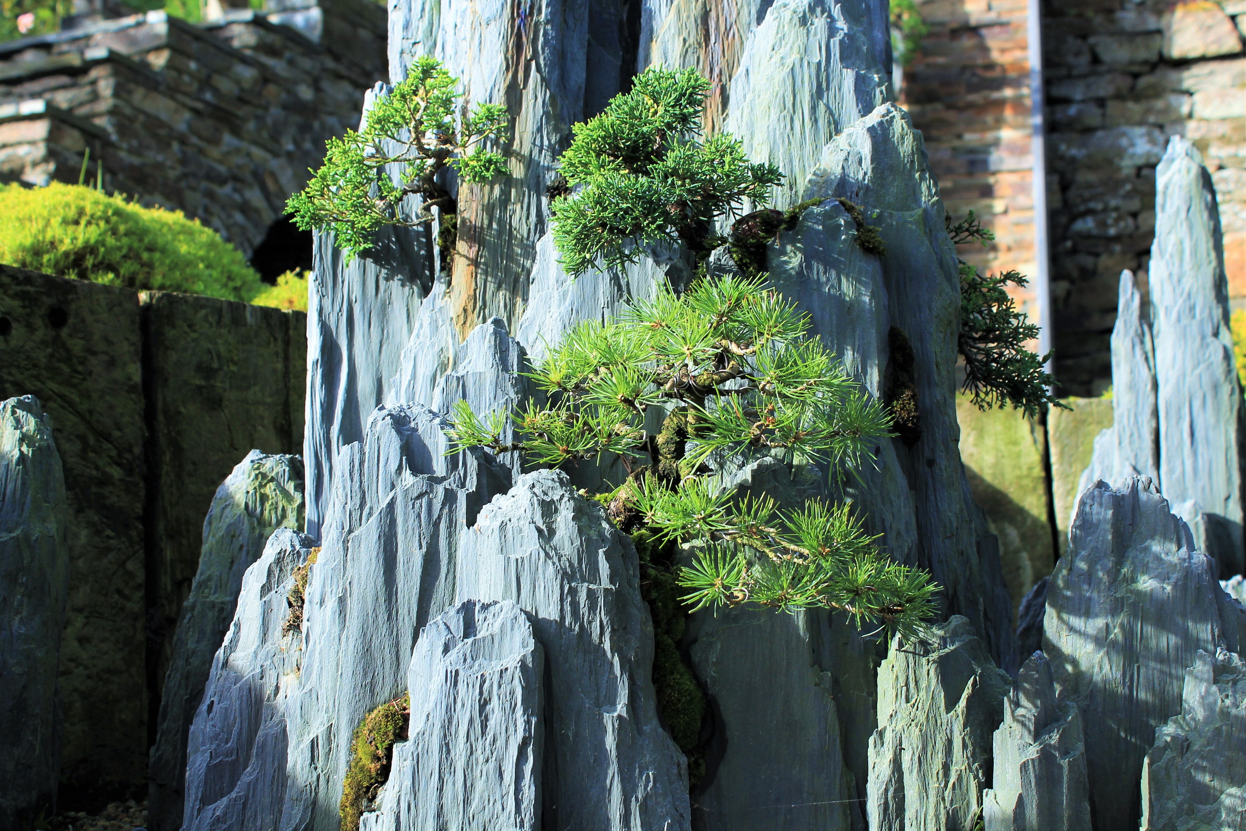 Bonsai-rocks