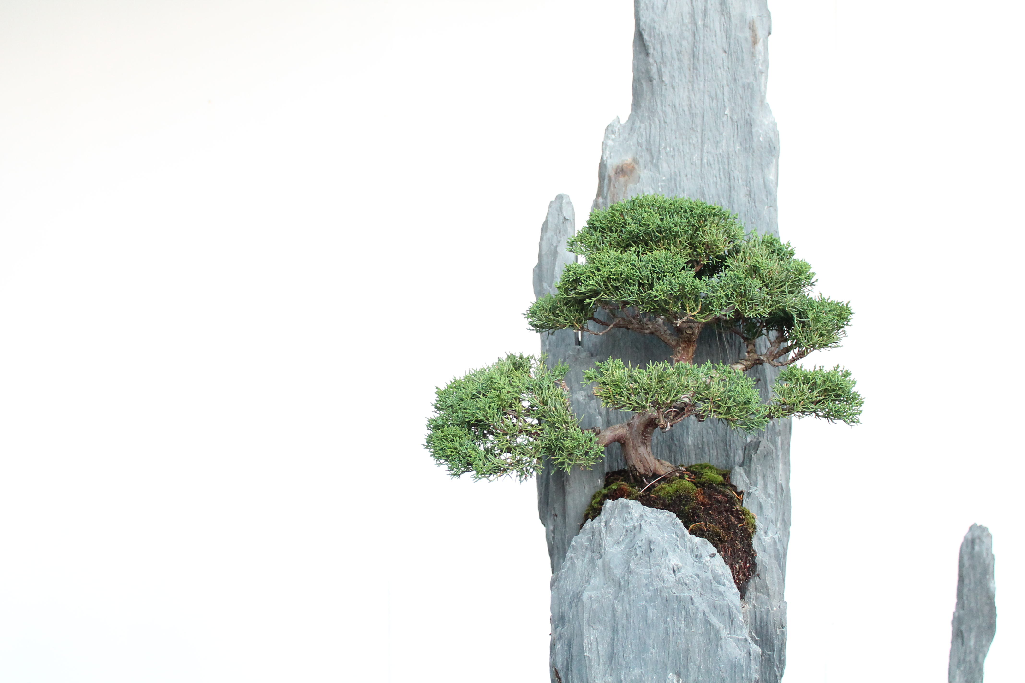 Bonsai-rocks