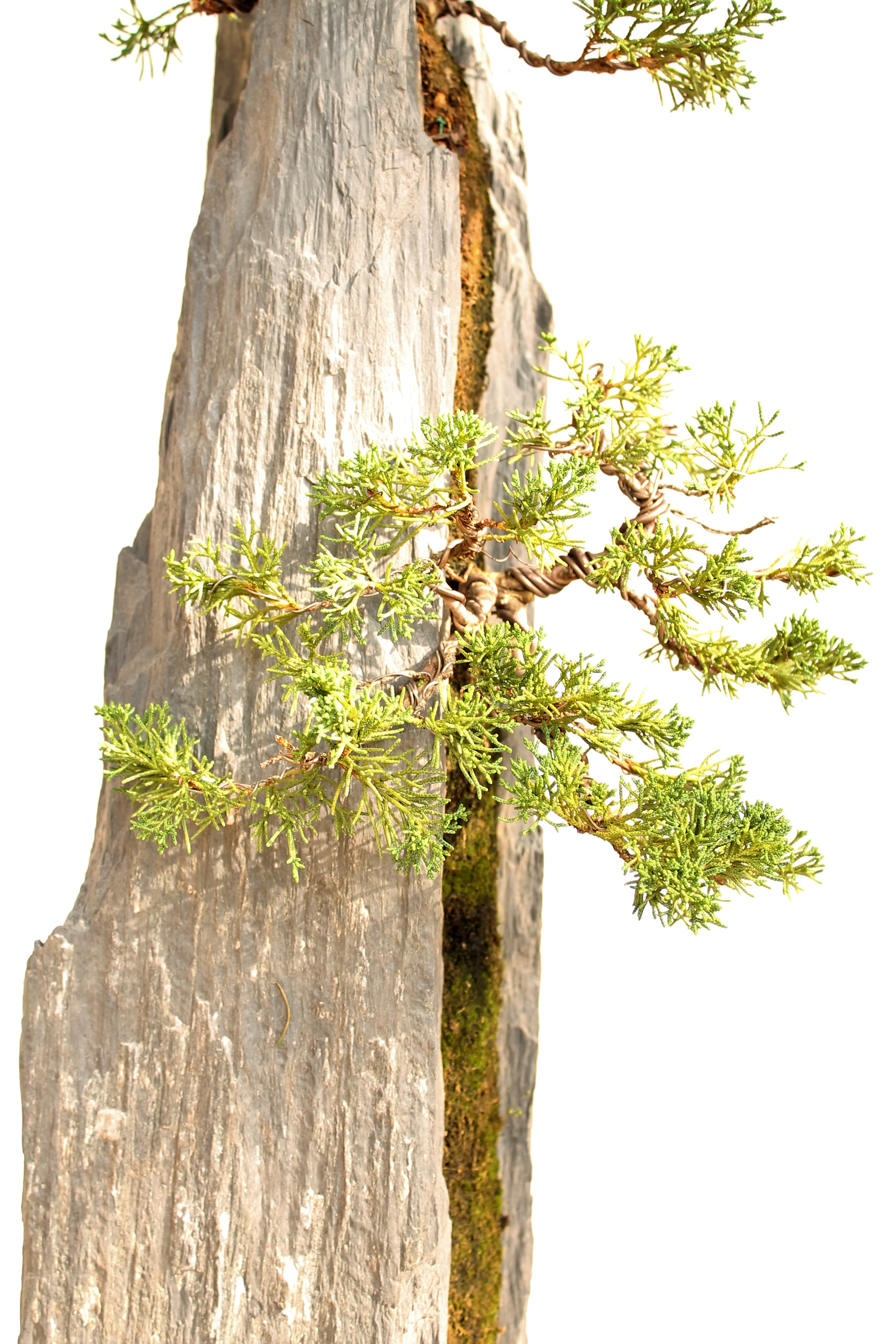Bonsai-rocks