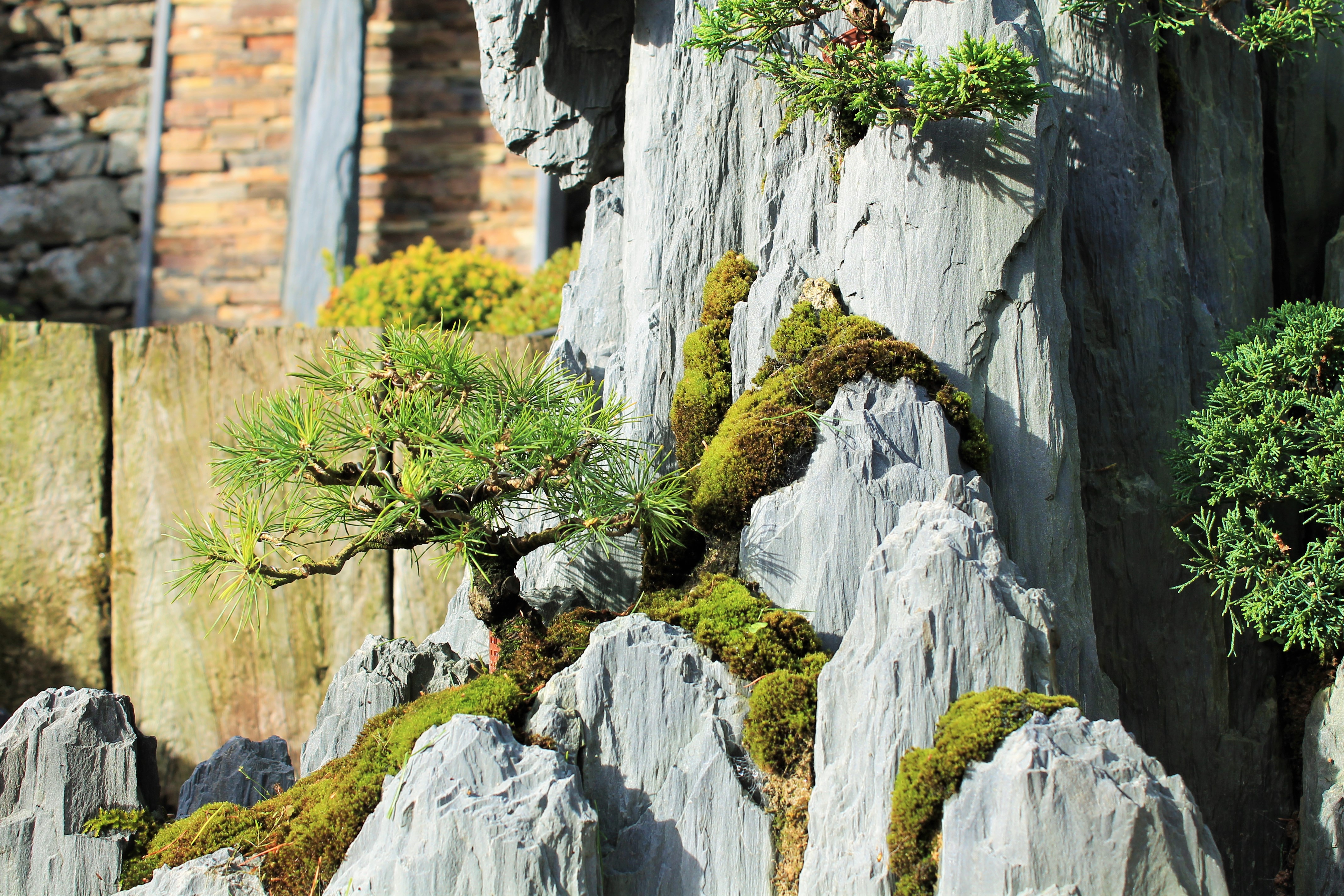 Bonsai-rocks