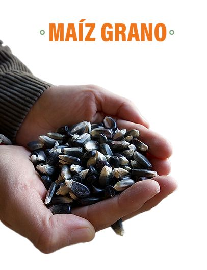 maiz-grano2.png