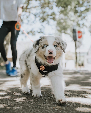 puppy walking in the park