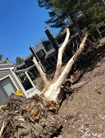 Emergency Tree Care