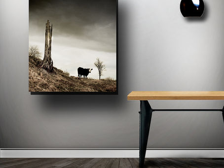 WINTER PASTURE SERIES