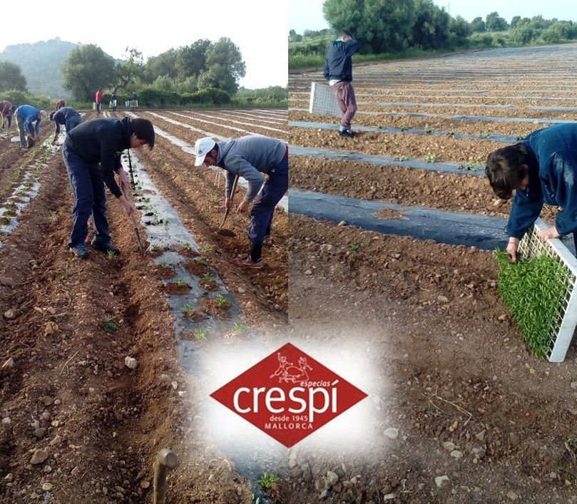 Colaboramos Con Aproscom colaboramos-con-aproscom
