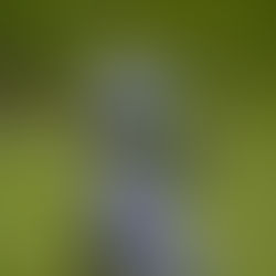 台文館採購吉祥物的著作權爭議