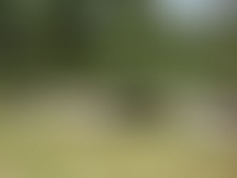 ¿Cuáles son los cuidados que debo de tomar en cuenta para mí ganado?