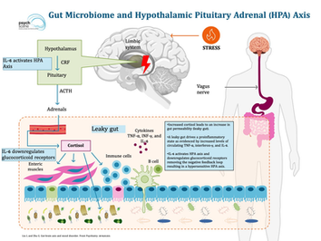 The Impact of Stress on Gut Health and Insulin Levels