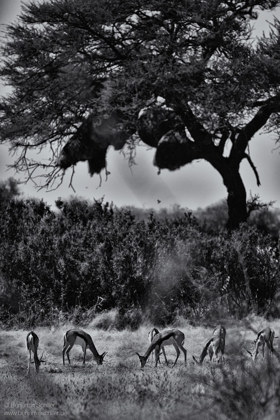 Benjamin_Schiller_Namibia_Fauna.jpg