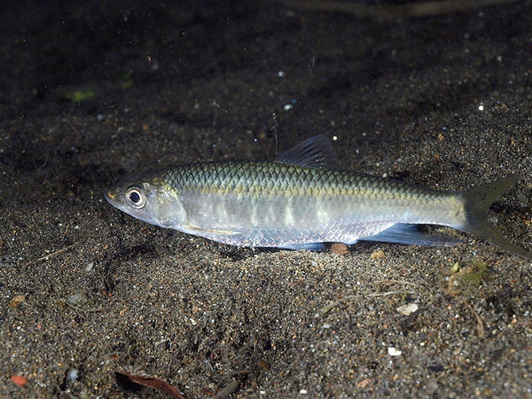 オイカワ220610-371江津湖の夜.JPG