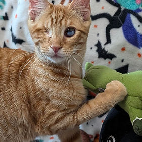 Meep (bonded with Wazo)