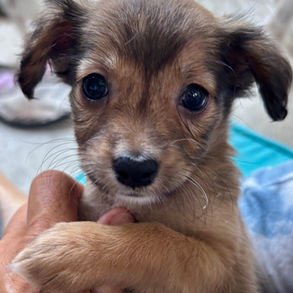 chihuahua mix, terrier mix, papillon mix