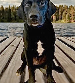 black lab mix, male labrador retriever mix