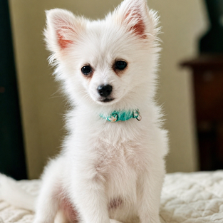 female pomapoo